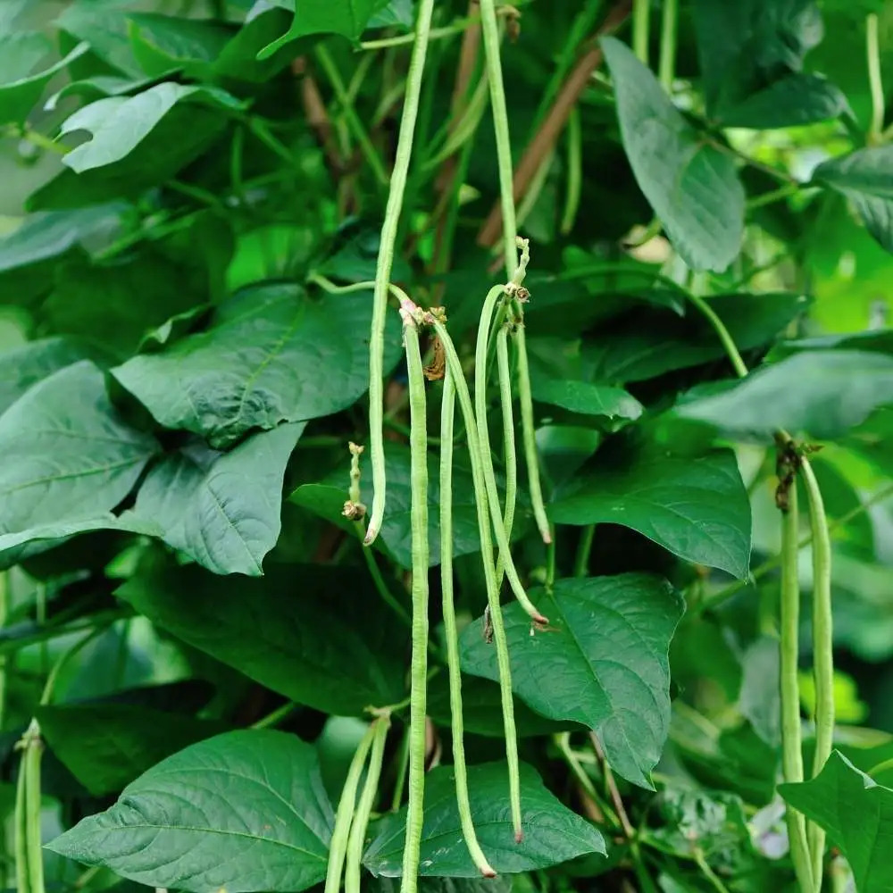 Vegetables